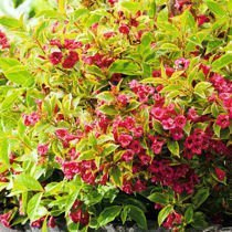 Krzewuszka (Weigela) - Krzew Ozdobny