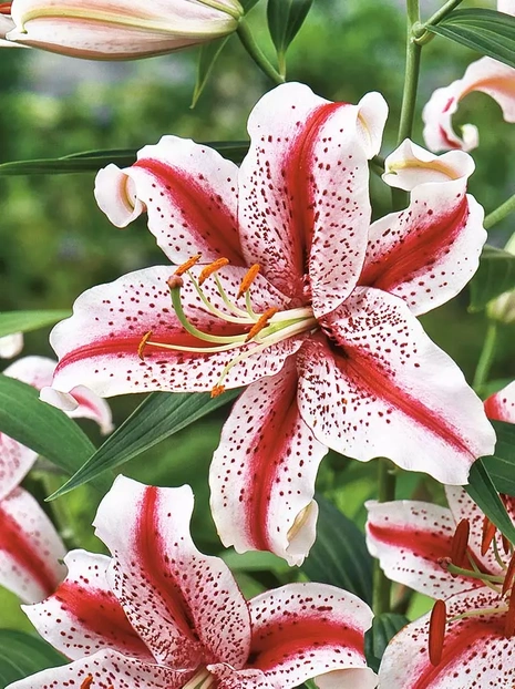Lilia orientalna ( Lilium ) Biało Różowa 2 szt.