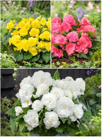 Zestaw Begonia (Begonia) Double