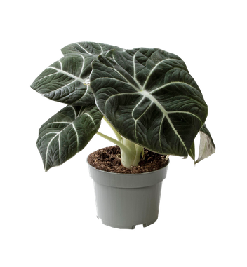 Alokazja Black Velvet (Alocasia reginula black velvet)