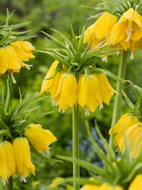 Szachownica (Fritilaria) 'Lutea'