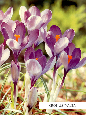 Zestaw Ekskluzywne Krokusy Botaniczne 25 szt.