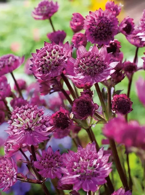 Jarzmianka Większa (Astrantia major) 'Venice' 1 szt.