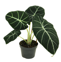 Alokazja Black Velvet (Alocasia reginula black velvet)