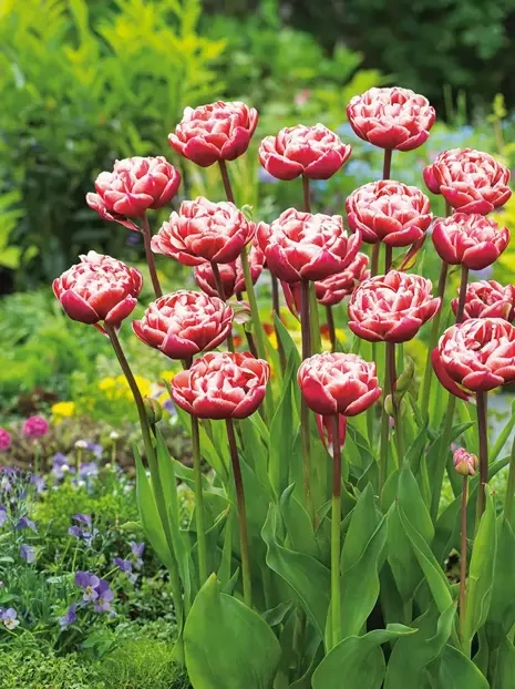 Tulipan Pełny Późny (Tulipa) 'Drumline' 5 szt.