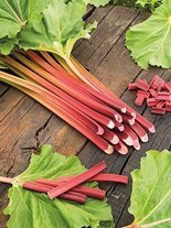 Rabarbar (Rheum) ''Mira M'