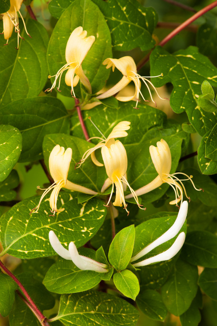 Wiciokrzew japoński "Aureoreticulata"