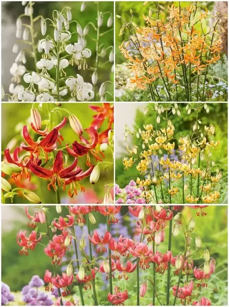 Zestaw Lilii (Lilium) Martagon