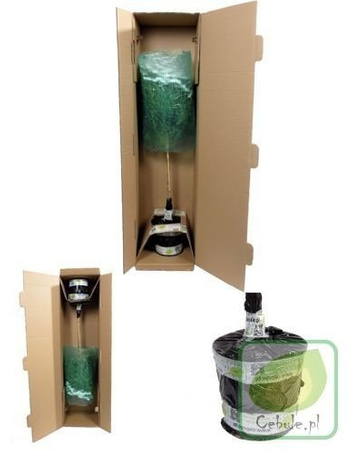 Żarnowiec - Cytisus Sadzonka w Doniczce 60 cm wysokości