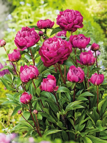 Piwonia chińska Tania (Paeonia lactiflora) 'Karl Rosenfield'