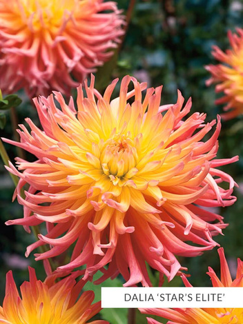 Zestaw Dalie Strzępiaste