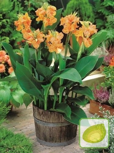 Paciorecznik (Canna) 'Picasso'
