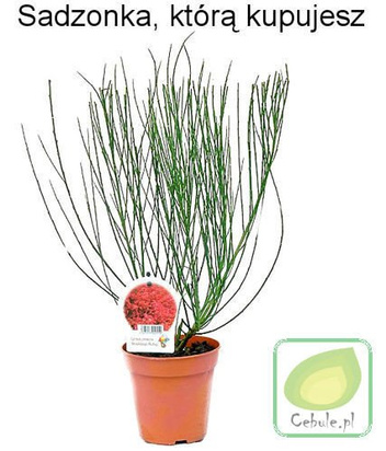 Żarnowiec - Cytisus Sadzonka w Doniczce 60 cm wysokości