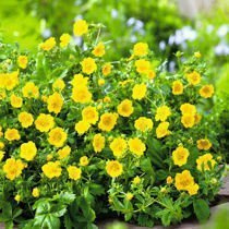 Pięciornik (Potentilla) - Krzew Ozdobny
