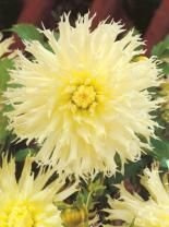 Dalia (Dahlia) 'Tsuki-Yori-No-Shisha'