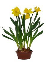 Narcyz trąbkowy żółty w doniczce o śr. 17 cm