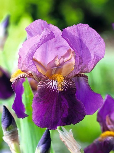 Kosaciec bródkowy (Iris germanica) 'Senlac'