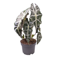 Alokazja Curly Bambino (Alocasia curly bambino)