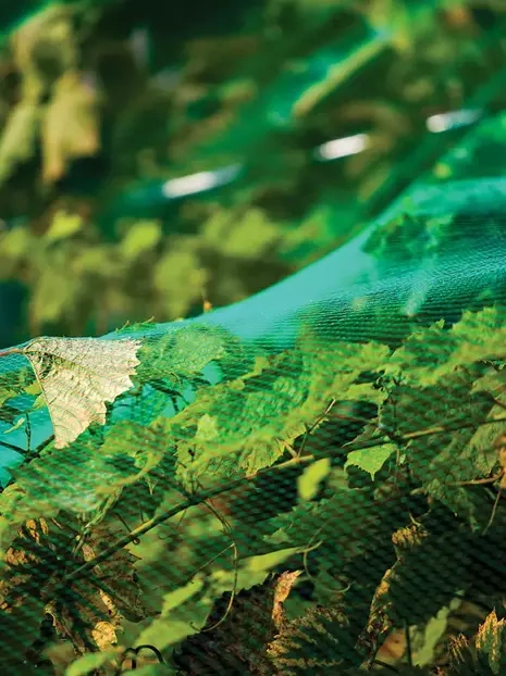 Siatka przeciw ptakom 8x14m