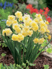 Narcyz Pełny (Narcissus) 'Yellow Cheerfulness' 4 szt.