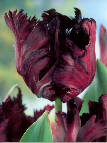 Tulipan (Tulipa) 'Black Parrot'