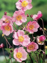 Zawilec (Anemone hybrida) 'Richard Ahrens' 1 szt.