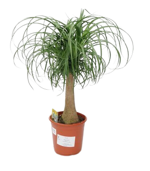 Nolina wygięta / Beukarnea wygięta