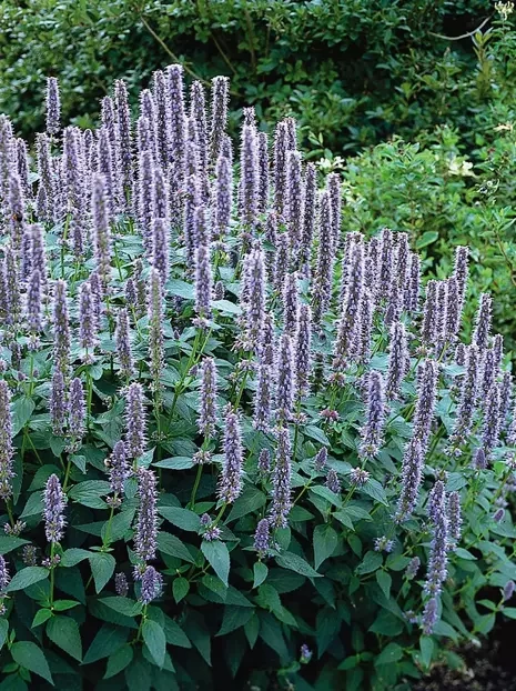 Kłosowiec (Agastache) 'Blue Fortune'
