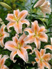 Lilia (Lilium) 'Salmon Star'