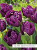 Kolekcja Niezwykłe Tulipany Fioletowe 25 szt.