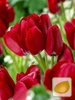 Kolekcja Tulipany Bukietowe