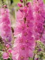 Ślazownik (Sidalcea) 'Party Girl'