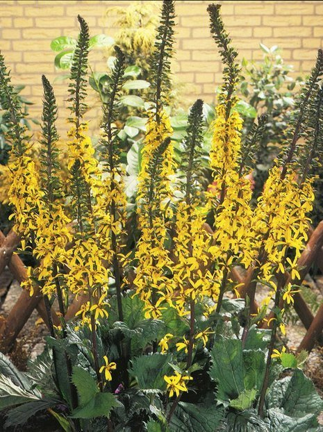 Języczka (Ligularia stenocephala) 'The Rocket'