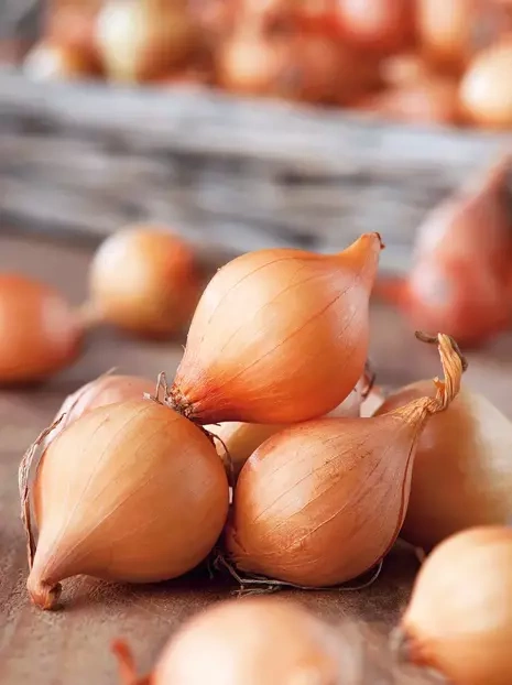 Cebula Dymka (Allium Cepa) 'Stuttgarter' 250 g