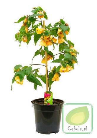 Klonik Pokojowy - Abutilion Drzewko w Doniczce 70 cm wysokości