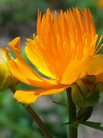 Pełnik chiński (Trollius chinensis) 'Golden Queen'