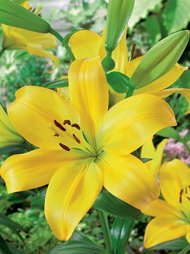 Lilia Żółta Tania Azjatycka (Lilium) 2 szt.