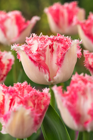 Tulipan Yasmine 5 szt.