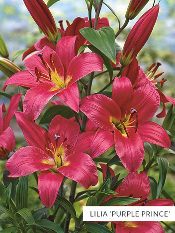 Lilia Drzewiasta Mix - 5 szt.