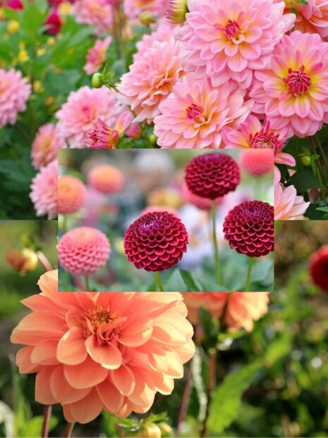 Najpiękniejsze Dalie Mix 15 szt. ( Zestaw Niespodzianka )