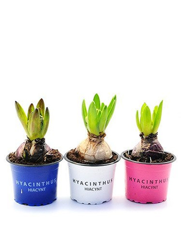 Hiacynt purpurowy w doniczce śr. 9 cm