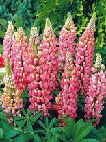 Łubin (Lupinus) Różowy