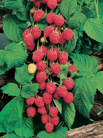 Malina (Rubus) - Krzew Owocowy