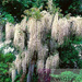Wisteria Biała (Wisteria sinensis) 'Alba'