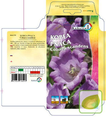 Nasiona Kobea Pnąca Fioletowa - Cobaea Scandens