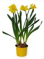 Narcyz trąbkowy żółty w doniczce śr. 12 cm