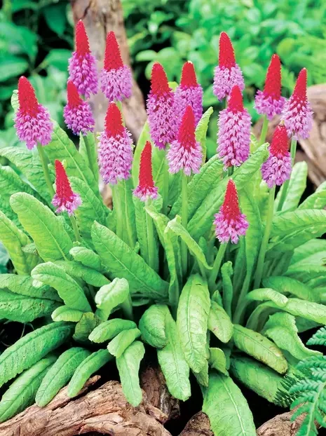 Pierwiosnek (Primula) 'Vialii'