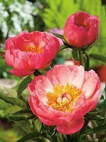 Piwonia mieszańcowa (Paeonia hybrida) 'Coral Sunset'