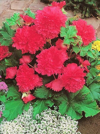 Begonia strzępiasta (Begonia fimbriata) Różowa 1 szt.