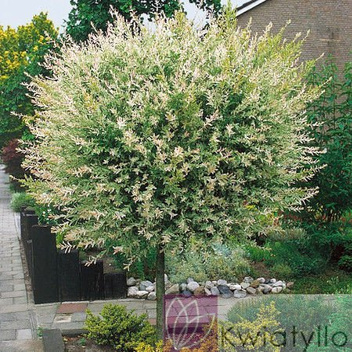 Wierzba Pienna 'Hakuro-nishiki' - Drzewko